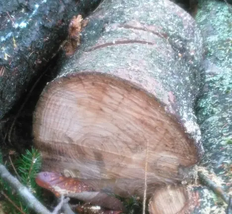 Troncosan